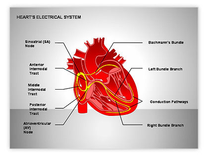 Free Heart's Electrical System for PowerPoint ...