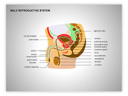 Male Reproductive System Powerpoint Presentation