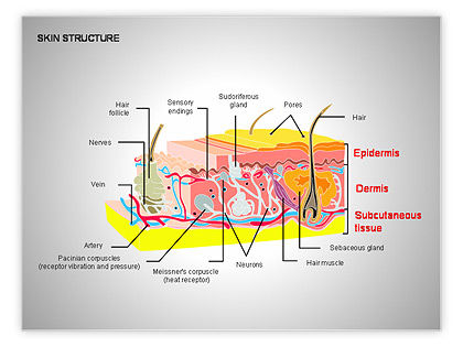 Skin Structure Diagram