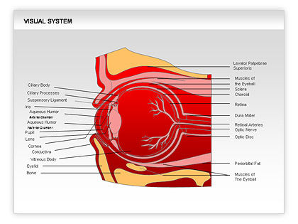 Human Visual System Diagram For Powerpoint Presentations Download Now Poweredtemplate Com Visual Diagram Template