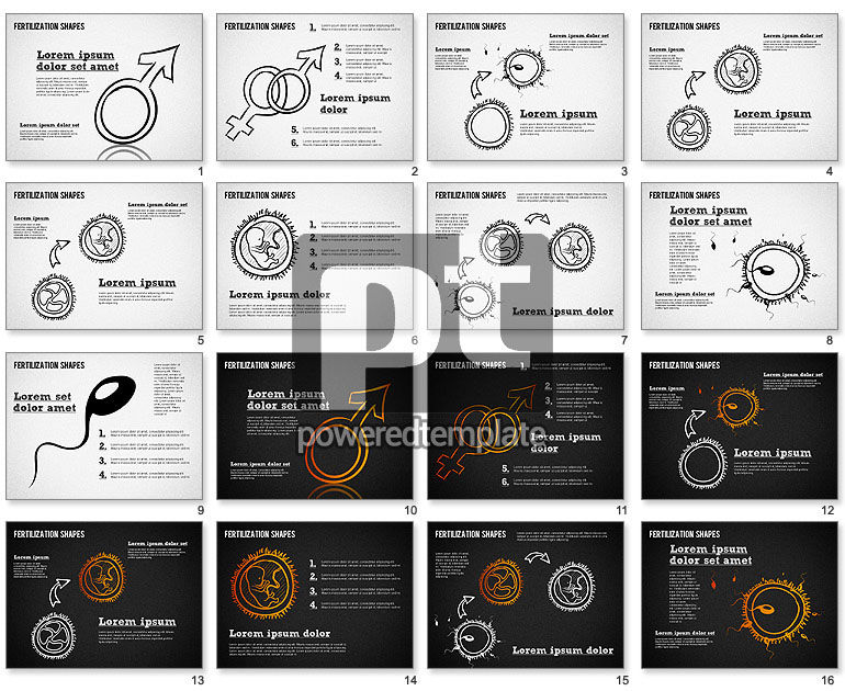 Fertilization Process Shapes