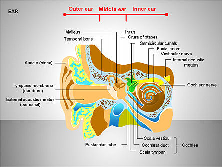 Schéma de l'oreille humaine, Gratuit Modele PowerPoint, 00151, Schémas et graphiques médicaux — PoweredTemplate.com