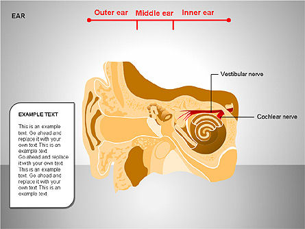人間の耳の図, スライド 11, 00151, 医療用図＆グラフ — PoweredTemplate.com