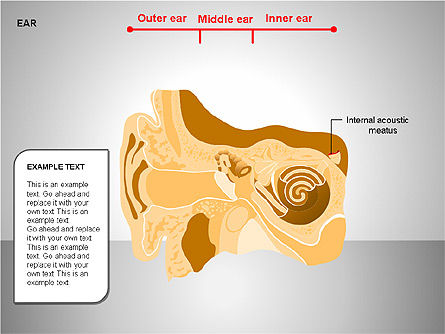 人間の耳の図, スライド 12, 00151, 医療用図＆グラフ — PoweredTemplate.com
