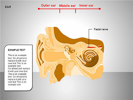 인간의 귀 다이어그램, 슬라이드 13, 00151, 의학 도표 및 차트 — PoweredTemplate.com