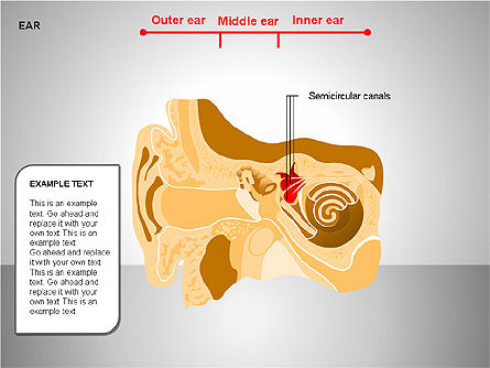 Diagrama del Oído Humano, Diapositiva 14, 00151, Diagramas y gráficos médicos — PoweredTemplate.com