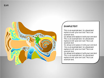 Schéma de l'oreille humaine, Diapositive 17, 00151, Schémas et graphiques médicaux — PoweredTemplate.com