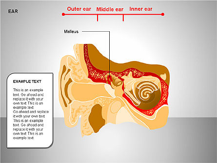 Human Ear Diagram, Slide 2, 00151, Medical Diagrams and Charts — PoweredTemplate.com