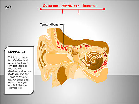 O diagrama do ouvido humano, Deslizar 3, 00151, Diagramas e Gráficos Médicos — PoweredTemplate.com