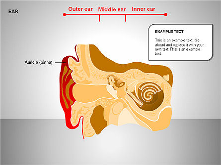 Human Ear Diagram, Slide 4, 00151, Medical Diagrams and Charts — PoweredTemplate.com
