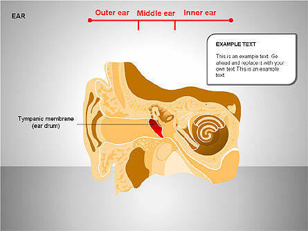 Schéma de l'oreille humaine, Diapositive 5, 00151, Schémas et graphiques médicaux — PoweredTemplate.com