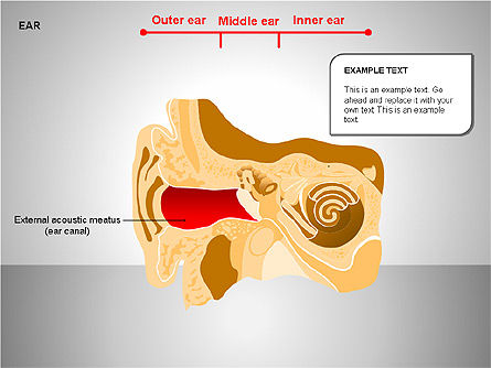 Schéma de l'oreille humaine, Diapositive 6, 00151, Schémas et graphiques médicaux — PoweredTemplate.com