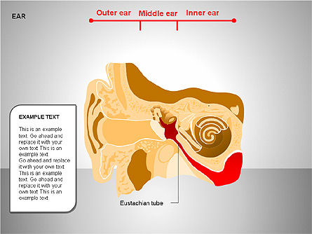 Diagrama del Oído Humano, Diapositiva 7, 00151, Diagramas y gráficos médicos — PoweredTemplate.com