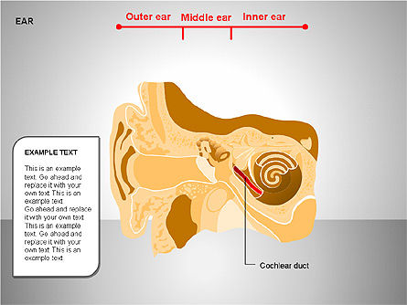 人間の耳の図, スライド 9, 00151, 医療用図＆グラフ — PoweredTemplate.com