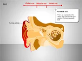 Human Ear Diagram - Free Presentation Template for Google Slides and ...