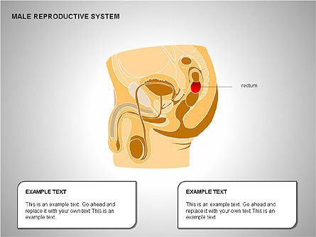 男性生殖系统, 幻灯片 10, 00204, 医疗图和图表 — PoweredTemplate.com