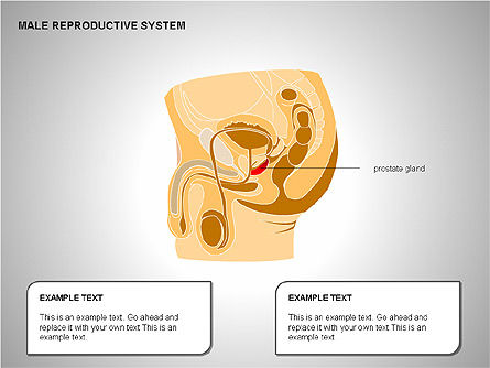 Sistema reproductor masculino, Diapositiva 12, 00204, Diagramas y gráficos médicos — PoweredTemplate.com