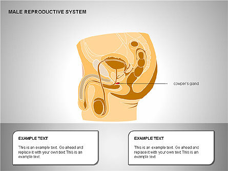 Sistema reproductor masculino, Diapositiva 13, 00204, Diagramas y gráficos médicos — PoweredTemplate.com
