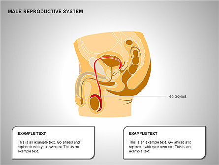 Sistema reproductor masculino, Diapositiva 16, 00204, Diagramas y gráficos médicos — PoweredTemplate.com