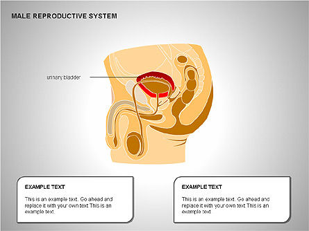 남성 생식 기관, 슬라이드 2, 00204, 의학 도표 및 차트 — PoweredTemplate.com