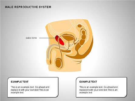 남성 생식 기관, 슬라이드 3, 00204, 의학 도표 및 차트 — PoweredTemplate.com