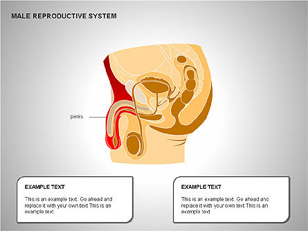 Sistema reprodutor masculino, Deslizar 4, 00204, Diagramas e Gráficos Médicos — PoweredTemplate.com