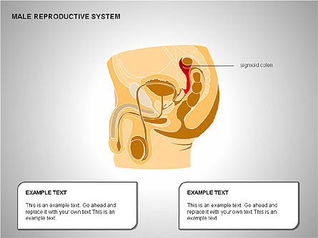 Sistema reproductor masculino, Diapositiva 9, 00204, Diagramas y gráficos médicos — PoweredTemplate.com