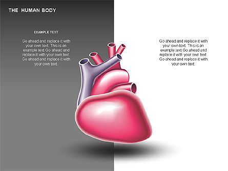 L'interno umana, Modello PowerPoint, 00351, Diagrammi e Grafici Medici — PoweredTemplate.com
