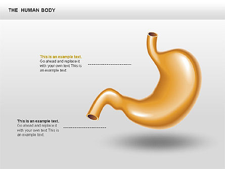 L'interno umana, Slide 10, 00351, Diagrammi e Grafici Medici — PoweredTemplate.com