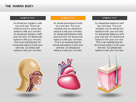 L'interno umana, Slide 12, 00351, Diagrammi e Grafici Medici — PoweredTemplate.com