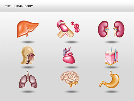 El Interno Humano, Diapositiva 13, 00351, Diagramas y gráficos médicos — PoweredTemplate.com