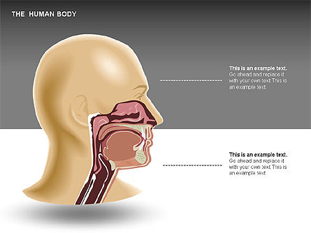 인간의 내부, 슬라이드 5, 00351, 의학 도표 및 차트 — PoweredTemplate.com