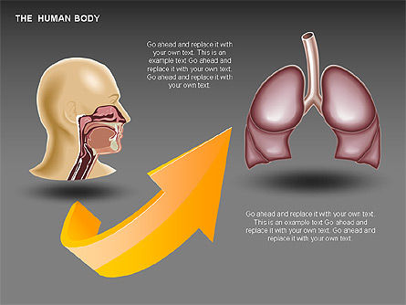 El Interno Humano, Diapositiva 6, 00351, Diagramas y gráficos médicos — PoweredTemplate.com