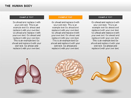 L'interno umana, Slide 7, 00351, Diagrammi e Grafici Medici — PoweredTemplate.com