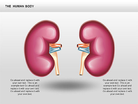 L'interno umana, Slide 8, 00351, Diagrammi e Grafici Medici — PoweredTemplate.com