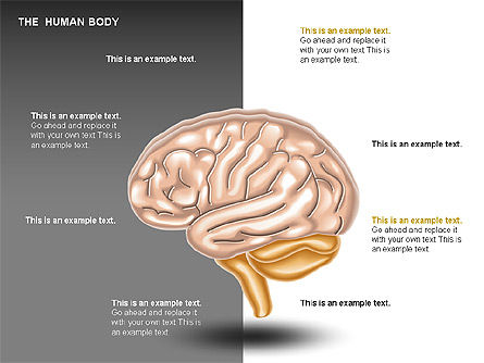 인간의 내부, 슬라이드 9, 00351, 의학 도표 및 차트 — PoweredTemplate.com