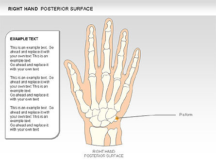 Diagrama de mano derecha, Diapositiva 18, 00552, Diagramas y gráficos médicos — PoweredTemplate.com