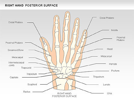Diagrama de mano derecha, Diapositiva 22, 00552, Diagramas y gráficos médicos — PoweredTemplate.com