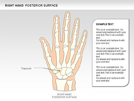 Diagrama de mano derecha, Diapositiva 7, 00552, Diagramas y gráficos médicos — PoweredTemplate.com