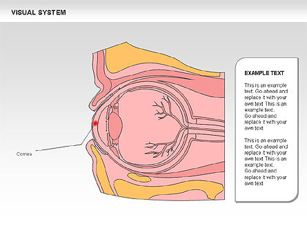 Schema sistema visivo umano, Slide 10, 00578, Diagrammi e Grafici Medici — PoweredTemplate.com