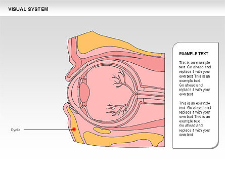 Menschliches visuelles Systemdiagramm, Folie 13, 00578, Medizinische Diagramme und Charts — PoweredTemplate.com