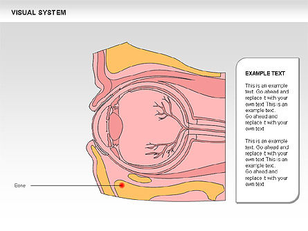 Menschliches visuelles Systemdiagramm, Folie 14, 00578, Medizinische Diagramme und Charts — PoweredTemplate.com
