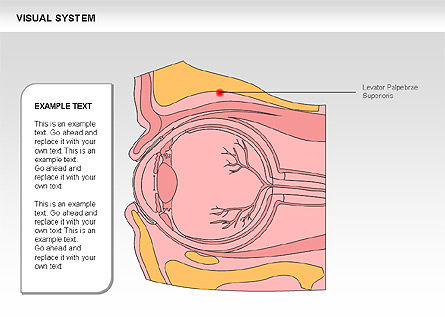 人間の視覚系統図, スライド 15, 00578, 医療用図＆グラフ — PoweredTemplate.com