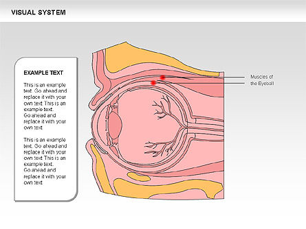 Human Visual System Diagram, Slide 16, 00578, Medical Diagrams and Charts — PoweredTemplate.com