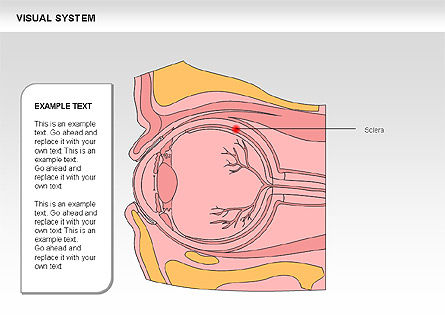人間の視覚系統図, スライド 17, 00578, 医療用図＆グラフ — PoweredTemplate.com