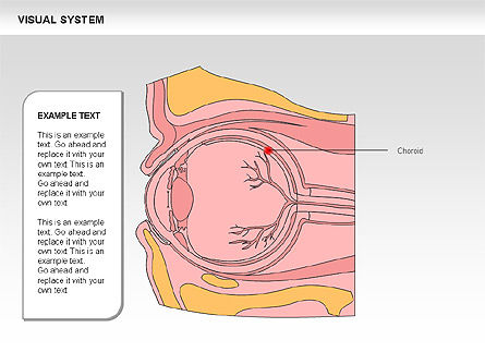 Menschliches visuelles Systemdiagramm, Folie 18, 00578, Medizinische Diagramme und Charts — PoweredTemplate.com