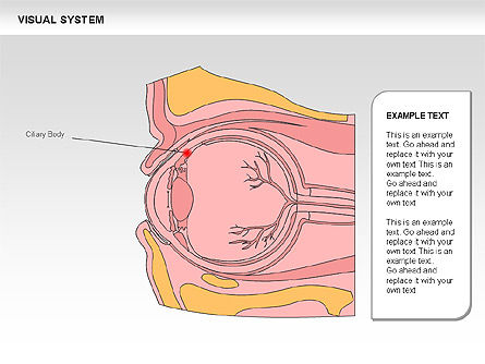 Human Visual System Diagram, Slide 2, 00578, Medical Diagrams and Charts — PoweredTemplate.com