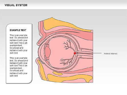 Human Visual System Diagram, Slide 22, 00578, Medical Diagrams and Charts — PoweredTemplate.com