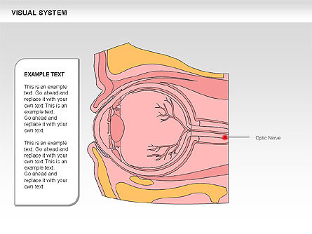 Schema sistema visivo umano, Slide 23, 00578, Diagrammi e Grafici Medici — PoweredTemplate.com