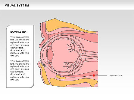 Human Visual System Diagram, Slide 25, 00578, Medical Diagrams and Charts — PoweredTemplate.com